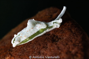 Elysia timida nudibranch_July 2026
(CanonRF100,1/200,f18... by Antonio Venturelli 